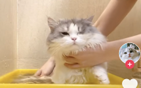 鲨鱼大王_鲨鱼大王个人资料_鲨鱼大王是谁