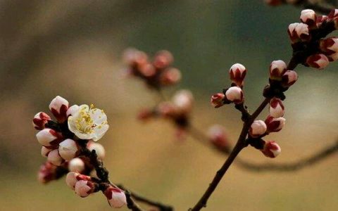 抖阴闲时立黄昏笑问粥可温是什么歌，闲庭絮歌词介绍