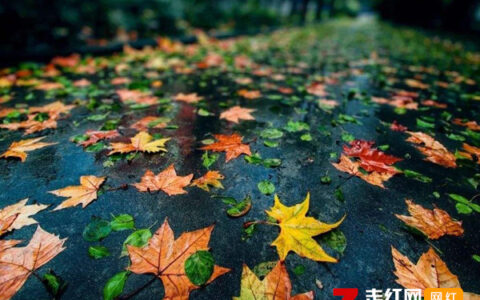 抖阴又是落叶飘零的秋是什么歌，落雨的秋歌词介绍