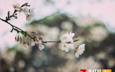 抖阴心多憔悴爱付与东流的水是什么歌，燕无歇歌词分享