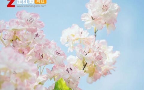 抖阴数着年月只为花开那一面是什么歌，繁花歌词介绍