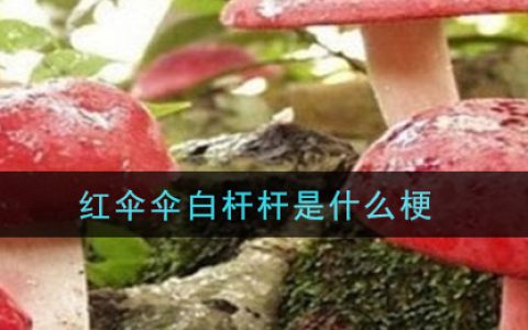 红伞伞白杆杆是什么梗 红伞伞白杆杆意思介绍