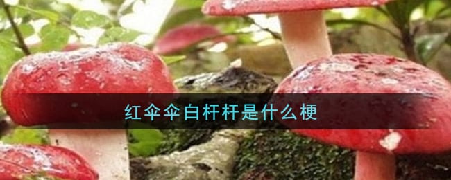 红伞伞白杆杆是什么梗 红伞伞白杆杆意思介绍