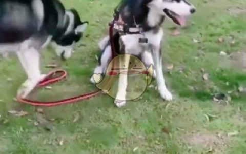 抖阴万物皆可拴二哈是什么梗 抖阴万物皆可拴二哈是什么意思