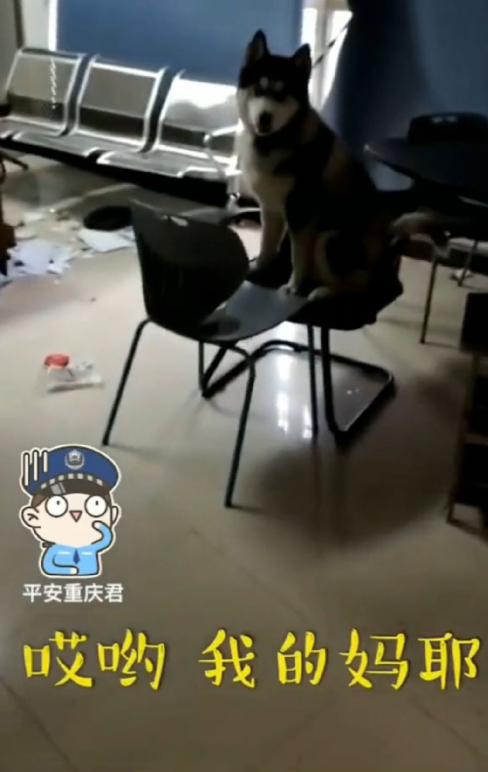 抖阴二哈拆了派出所什么梗 民警都想打110报警怎么回事