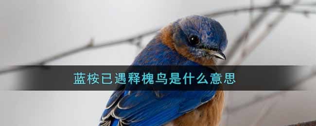 蓝桉已遇释槐鸟是什么意思 蓝桉已遇释槐鸟意思介绍