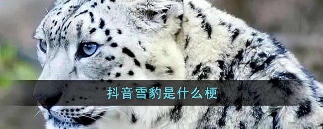 抖阴雪豹是什么梗-丁真芝士雪豹梗含义出处