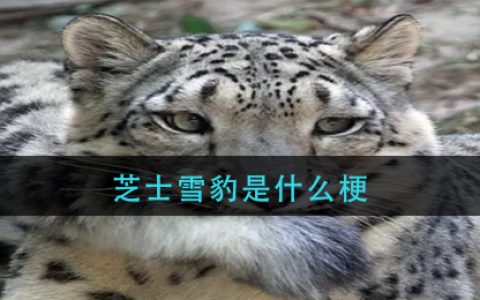 芝士雪豹是什么梗-芝士雪豹含义介绍