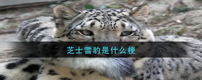 芝士雪豹是什么梗-芝士雪豹含义介绍