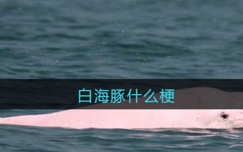 白海豚什么梗