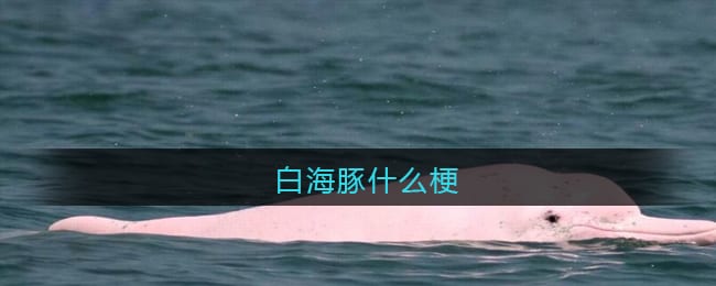 白海豚是什么梗 白海豚是什么意思含义出处