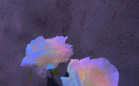 经过了兜兜转转的重逢是场浪漫(520浪漫唯美的鲜花抖阴头像)