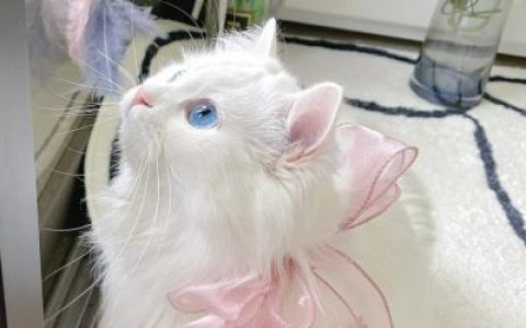 脂肪赶不上我吃的速度(超萌超可爱又招财的猫咪头像)