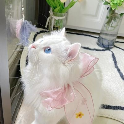脂肪赶不上我吃的速度(超萌超可爱又招财的猫咪头像)