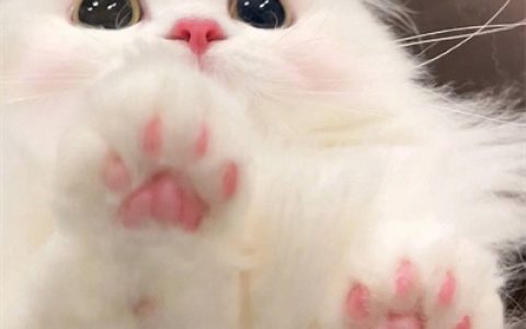 谁都不会拒绝猫猫头像合集(能让你缓解压力的萌萌猫咪头像合集)