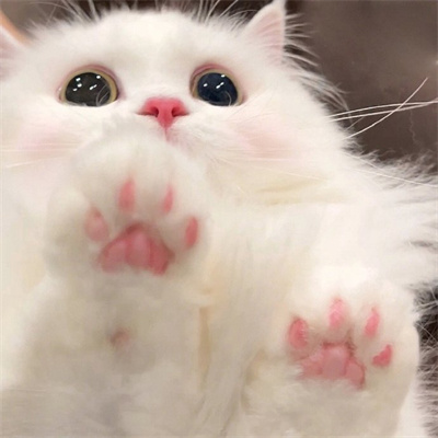 谁都不会拒绝猫猫头像合集(能让你缓解压力的萌萌猫咪头像合集)