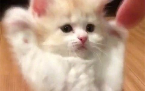 与猫度过的时光从不会荒废(最新可爱猫咪头像超萌高清合集)