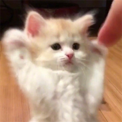 与猫度过的时光从不会荒废(最新可爱猫咪头像超萌高清合集)