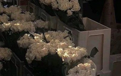 快乐的人记性不好幸福的人从不晚睡(浪漫又很温柔的鲜花头像很唯美)