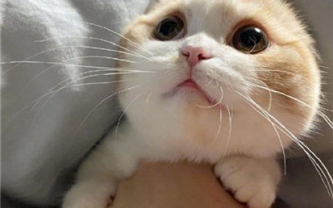 小猫咪能有什么坏心思呢(全新很萌的小猫咪的头像可爱)