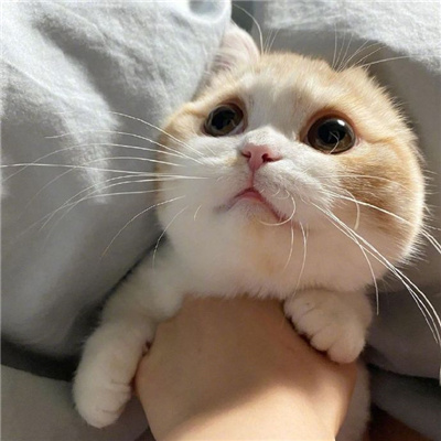 小猫咪能有什么坏心思呢(全新很萌的小猫咪的头像可爱)