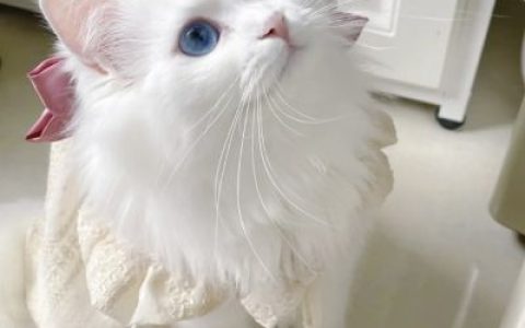 期待本身就是很无力的东西(可爱又很萌的小猫咪头像迷人)