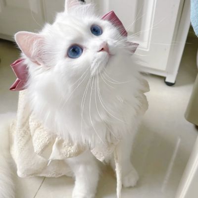 期待本身就是很无力的东西(可爱又很萌的小猫咪头像迷人)