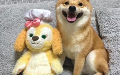 生活没有低谷只有蓄势待发(全新很招财的可爱动物头像)