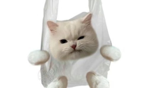 全新猫咪抖阴头像合集(白看不厌的猫咪抖阴头像可爱)