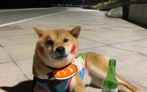 春天来的很慢春天才有浪漫(可爱让人有保护欲的萌宠头像大全)