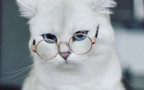 那片海然承载着很多人很多情绪(很火的萌宠高级抖阴头像)