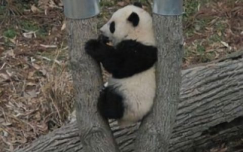 很有个性的抖阴头像大全(最新版抖阴很可爱的熊猫头像)
