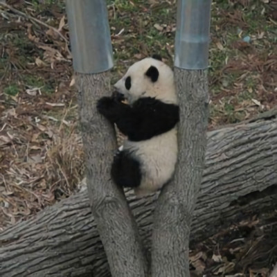 很有个性的抖阴头像大全(最新版抖阴很可爱的熊猫头像)