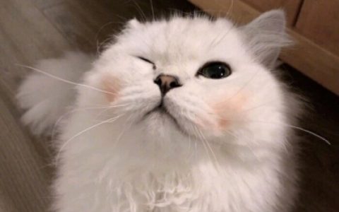 都能想得通没人会在夜里难过(萌化少女心可爱的动物猫咪头像)