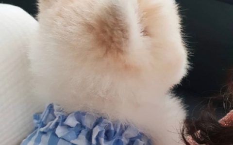 有你在落日都显得那么耀眼(夏季专用的可爱小猫咪头像精选)