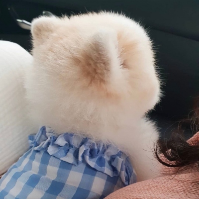 有你在落日都显得那么耀眼(夏季专用的可爱小猫咪头像精选)