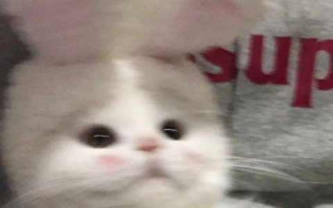 其实就是一直在心里(仙女与猫猫的好看抖阴精选头像)