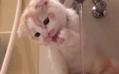 小猫猫可爱头像合集(最新抖阴猫咪头像搞怪可爱)