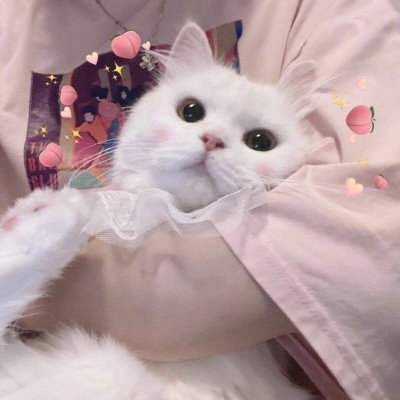其实就是一直在心里(仙女与猫猫的好看抖阴精选头像)图1