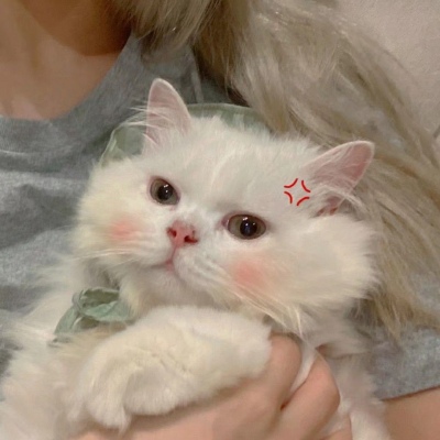 其实就是一直在心里(仙女与猫猫的好看抖阴精选头像)图5