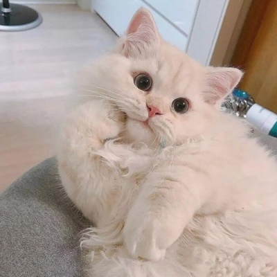 其实就是一直在心里(仙女与猫猫的好看抖阴精选头像)图9