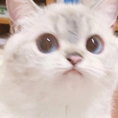 其实就是一直在心里(仙女与猫猫的好看抖阴精选头像)图10