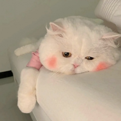 其实就是一直在心里(仙女与猫猫的好看抖阴精选头像)图11