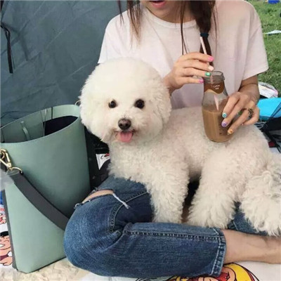 想做一个坏人只对你好的那种(可爱小天使比熊狗狗头像高清)图