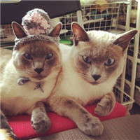 我从一千里以外的地方赶来(呆萌猫咪头像可爱高清版)