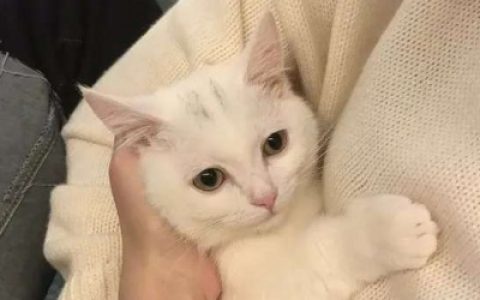 抱猫咪的头像高清呆萌(可爱猫咪抖阴头像大全)