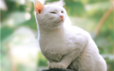 超萌的小猫可爱抖阴个性头像(可爱喵星人头像图片大全)
