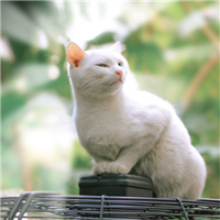 超萌的小猫可爱抖阴个性头像(可爱喵星人头像图片大全)