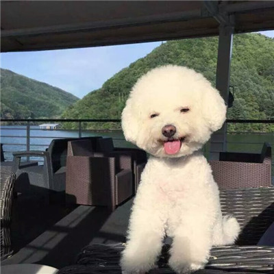 想做一个坏人只对你好的那种(可爱小天使比熊狗狗头像高清)图3