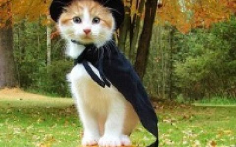 猫咪抖阴头像大全_不同风格的猫王头像